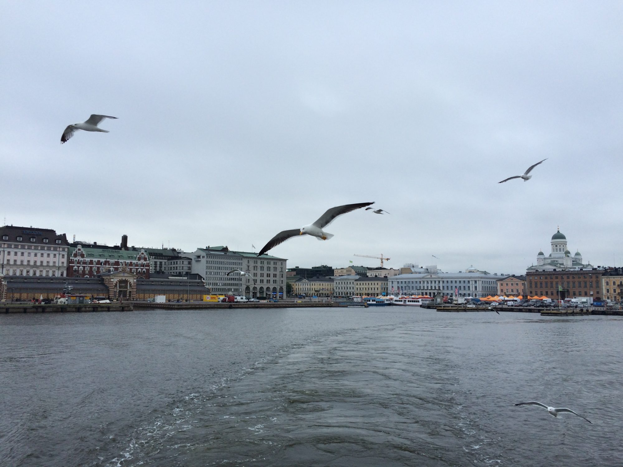 Helsinki-birds